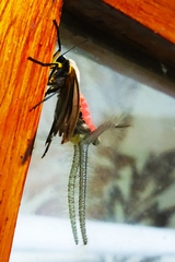 Creatonotos