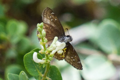Erynnis propertius