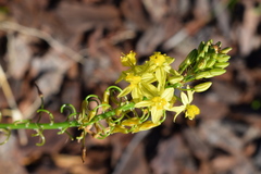 Bulbine annua