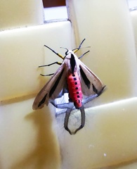 Creatonotos