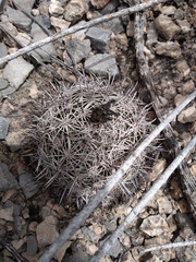 Coryphantha delicata
