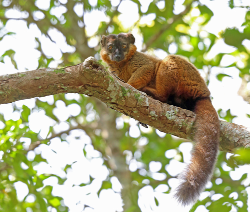 Eulemur collaris