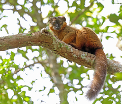 Red-Collared Lemur photo 3