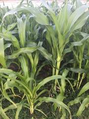Zea mays mays