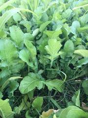 Raphanus sativus longipinnatus