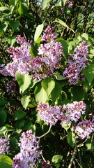 Syringa vulgaris