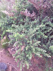 Cliffortia polygonifolia polygonifolia