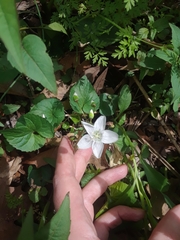 Claytonia