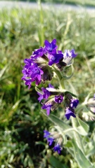 Anchusa officinalis