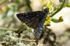 Erynnis tristis