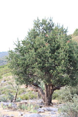 Pinus cembroides