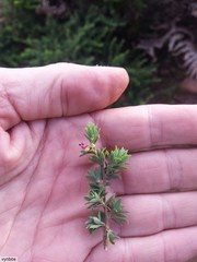 Cliffortia polygonifolia polygonifolia