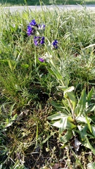 Anchusa officinalis