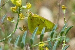 Colias harfordii