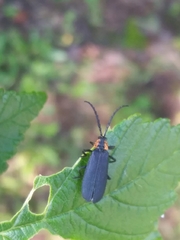Calochromus perfacetus