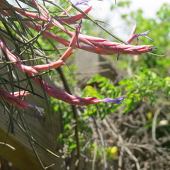 Tillandsia baileyi