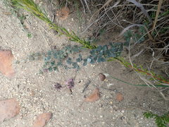 Indigofera mauritanica