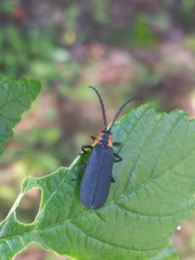 Calochromus perfacetus