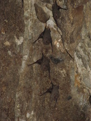 Balantiopteryx plicata