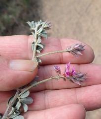 Indigofera mauritanica