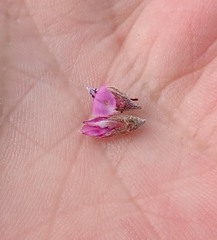 Indigofera mauritanica