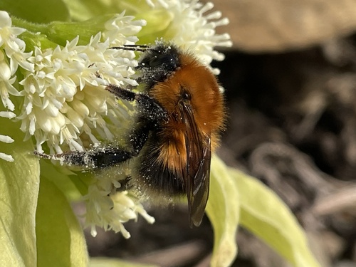 Bombus koropokkrus