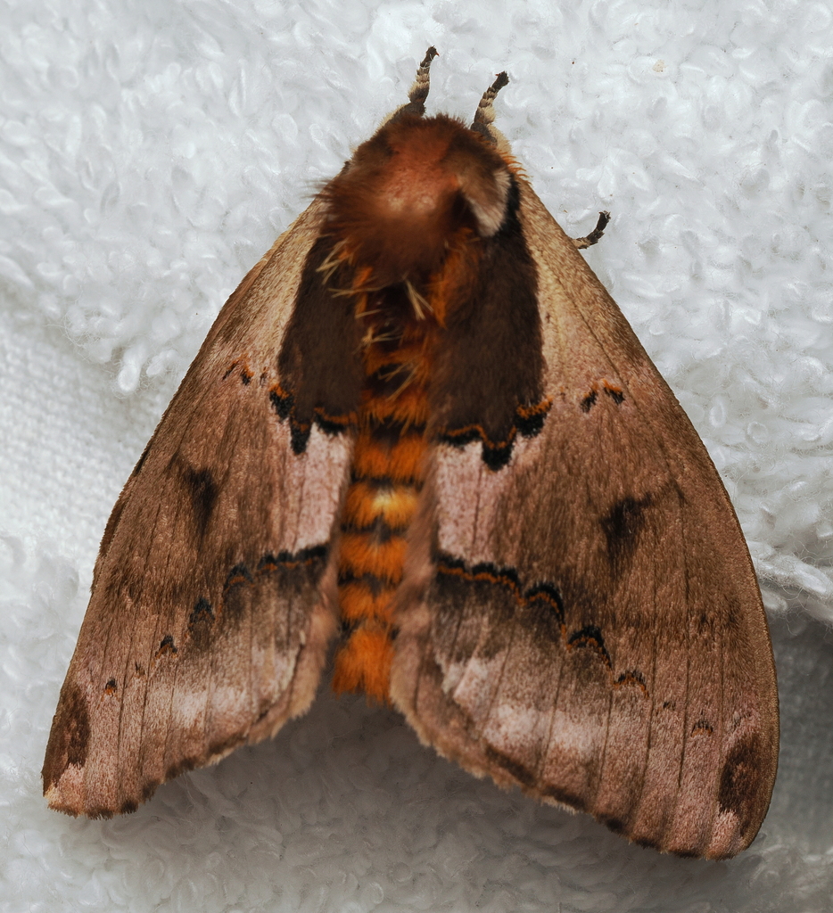 Molippa azuelensis
