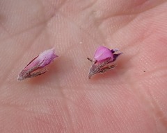 Indigofera mauritanica
