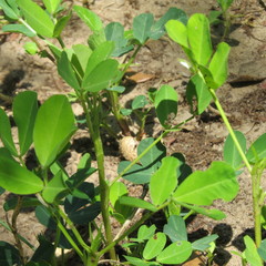 Arachis hypogaea