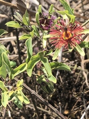 Passiflora mexicana