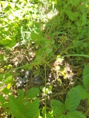 Cyperus thyrsiflorus