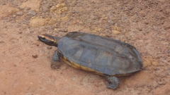 Platemys platycephala