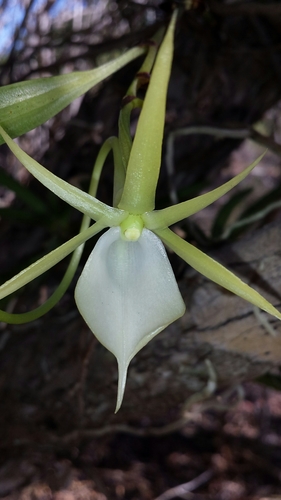 Outstanding Angraecum