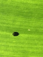 Imatidium thoracicum