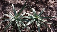 Aloe divaricata