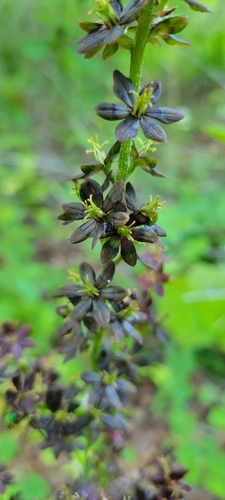 Image of Melanthium woodii by no rights reserved