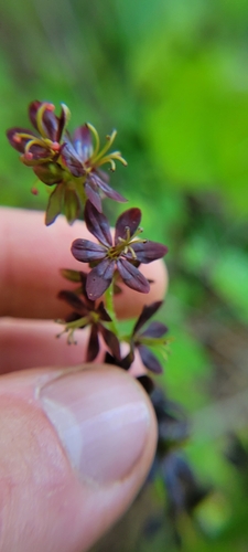 Image of Melanthium woodii by no rights reserved
