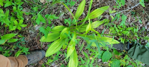 Image of Melanthium woodii by no rights reserved