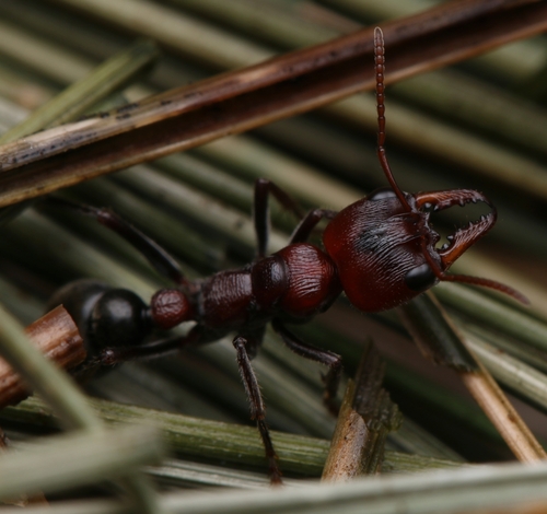 菲氏牛蚁Myrmecia froggatti