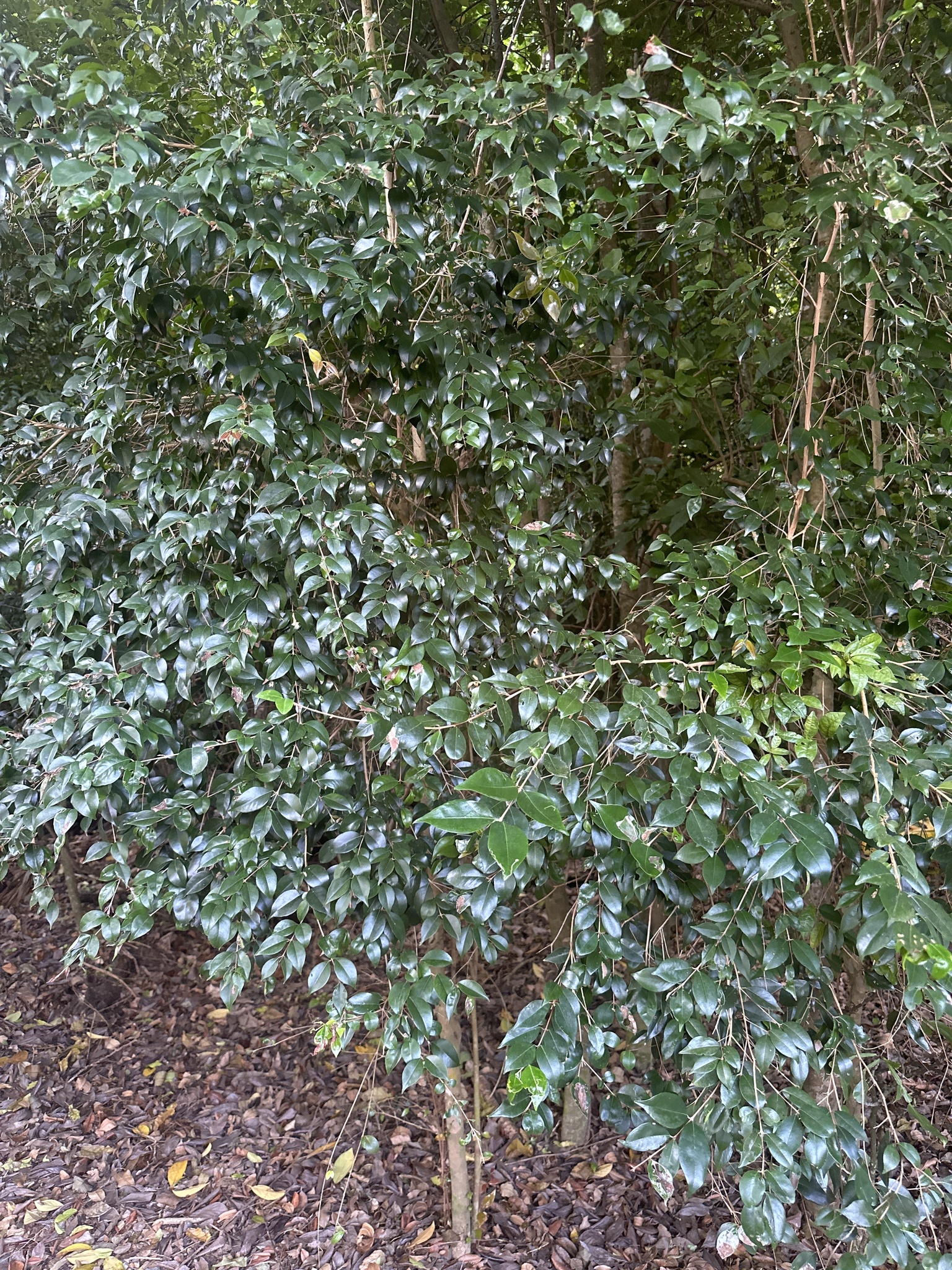 Imagem de Cambuí-preto