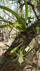 Angraecum praestans image