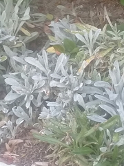 Arctotis stoechadifolia