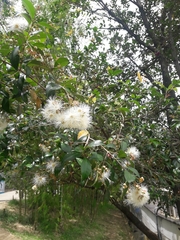 Syzygium paniculatum