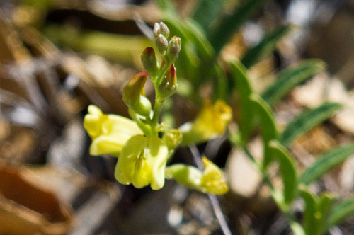 Astragalus douglasii var. parishii