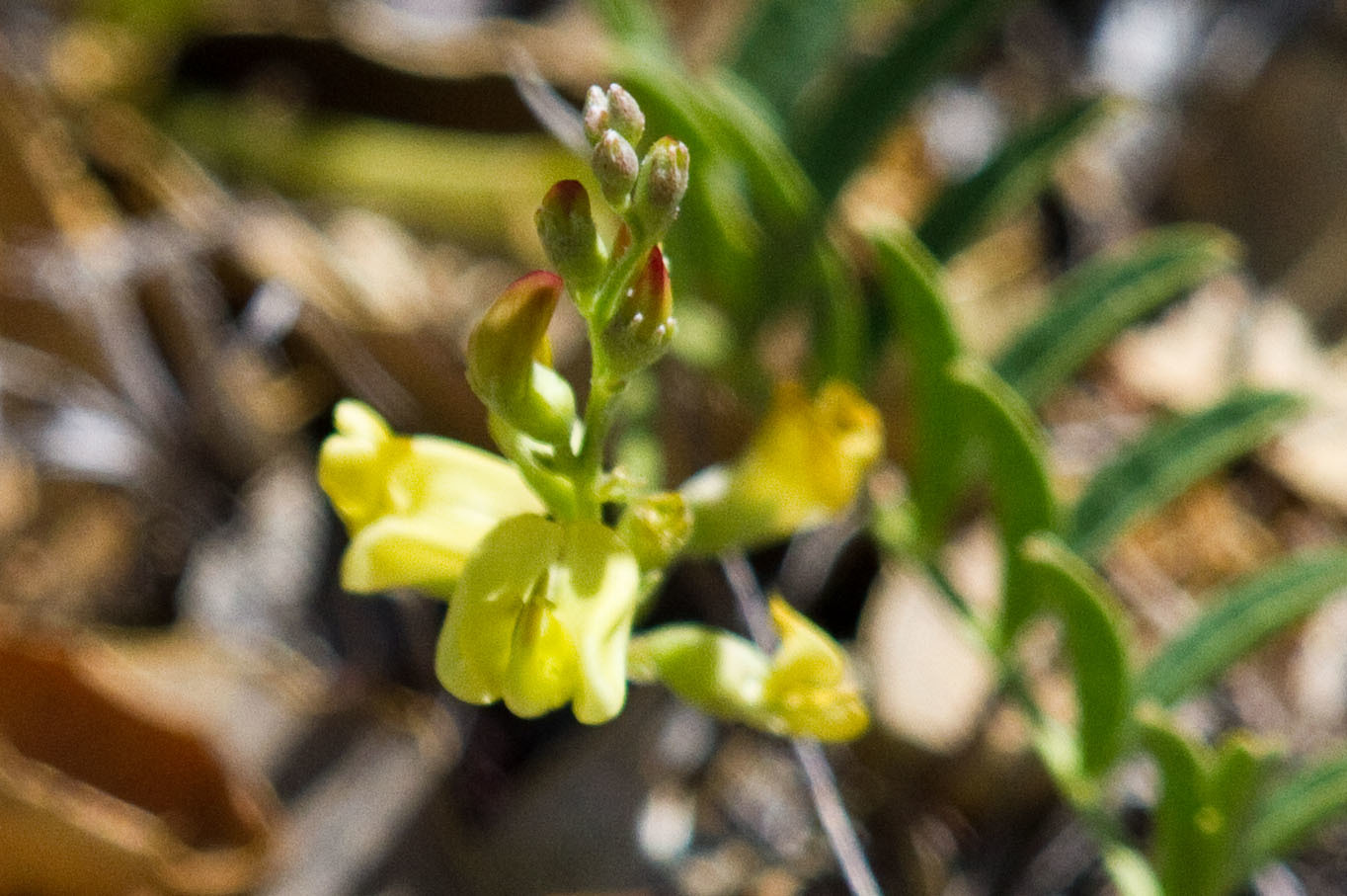 Astragalus douglasii var. parishii
