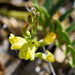 Astragalus douglasii parishii - Photo (c) BJ Stacey, algunos derechos reservados (CC BY-NC)