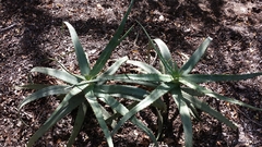 Aloe divaricata
