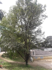 Syzygium paniculatum