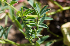 Astragalus douglasii parishii