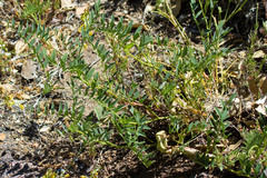Astragalus douglasii parishii
